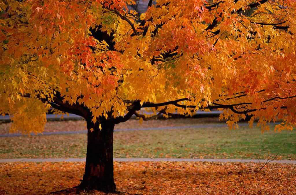 OCTUBRE