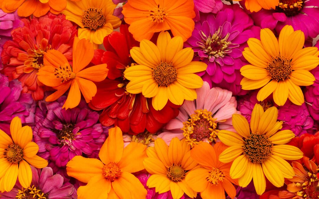 flores